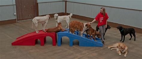 camp bow wow carmel|CAMP BOW WOW CARMEL